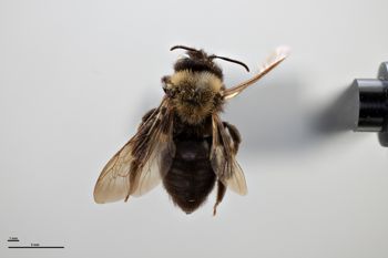 Media type: image;   Entomology 771464 Aspect: habitus dorsal view